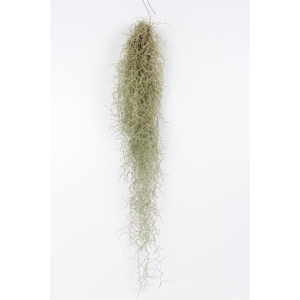 TILL USNEOIDES