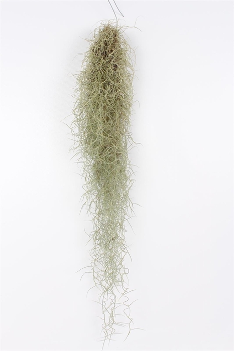 <h4>TILL USNEOIDES</h4>