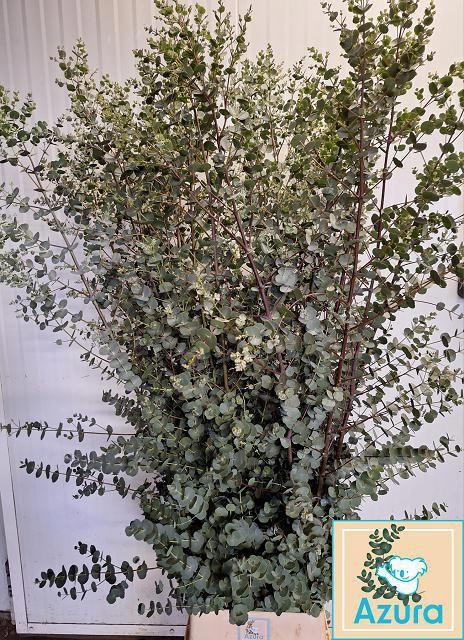 <h4>EUCA GU AZURA</h4>