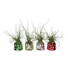 JUNCUS P6