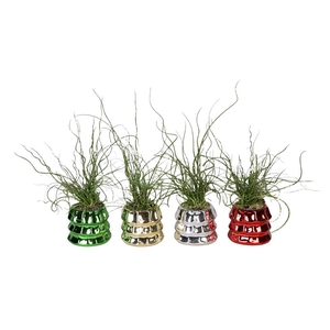 JUNCUS P6 L 66440