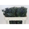 Eryngium Blue Dynamite