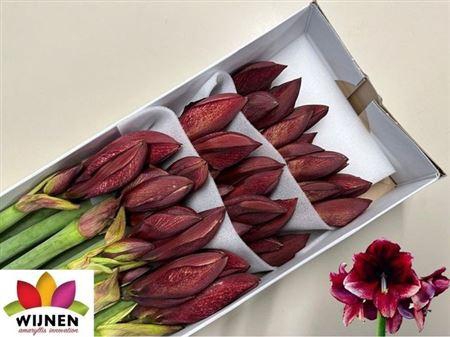 <h4>Hipp Ga Daphne</h4>