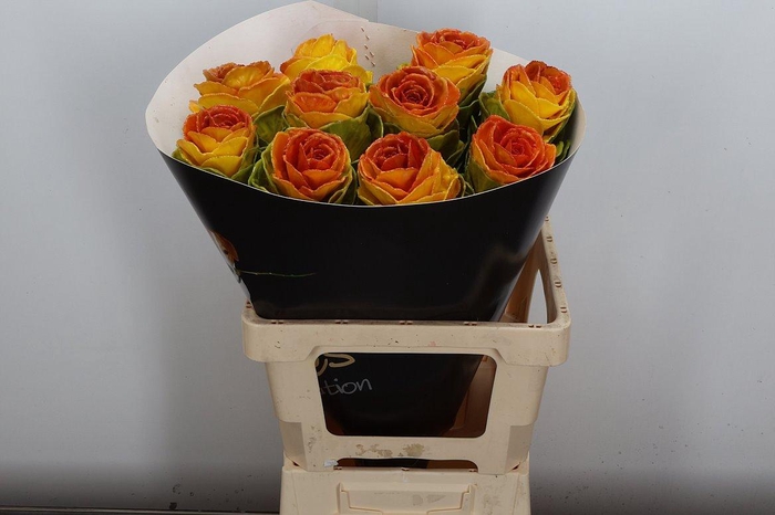 <h4>Snijgroen Brass Klb H</h4>