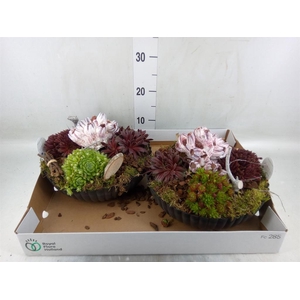 Arr.  Sempervivum L%