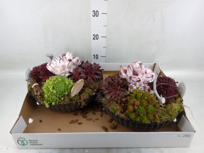 <h4>Arr.  Sempervivum L%</h4>