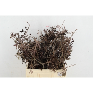 ELZENPROP PER STEM 65CM