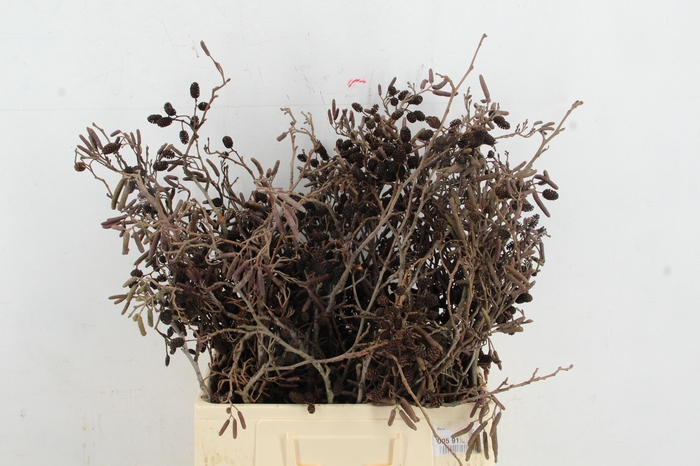 <h4>ELZENPROP PER STEM 65CM</h4>