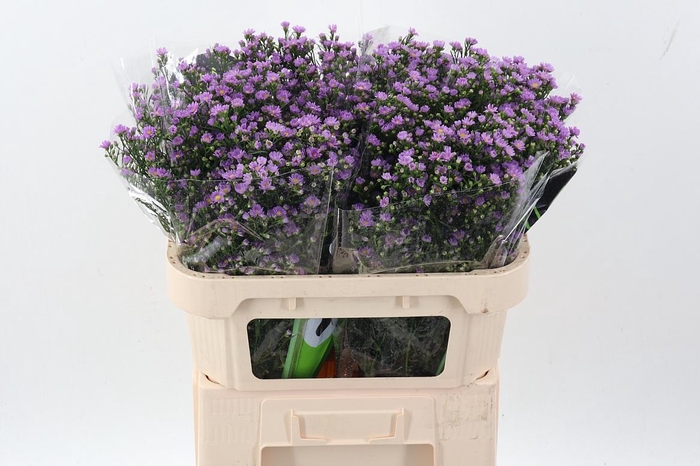 <h4>Ast Teeny Tiny Pink</h4>