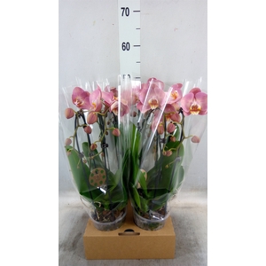 Phalaenopsis  'Elegant Cascade'