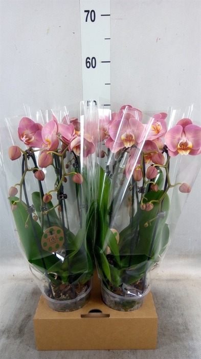 <h4>Phalaenopsis  'Elegant Cascade'</h4>