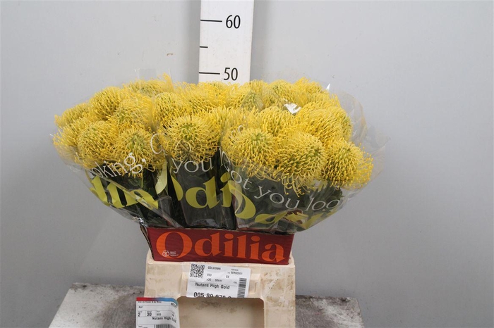 <h4>Leuco High Gold</h4>