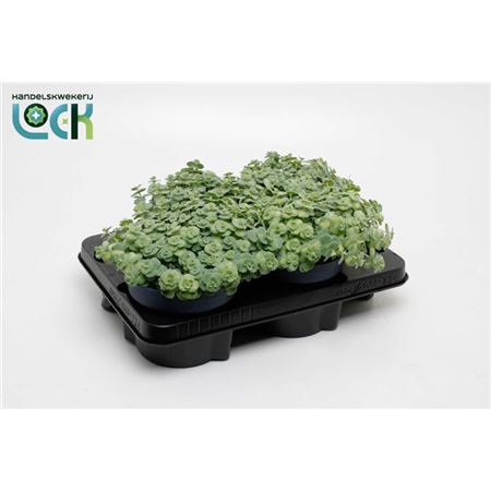 <h4>Sedum Siebolii</h4>