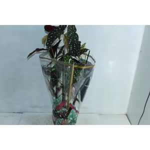 BEGONIA MACULATA P17 PO