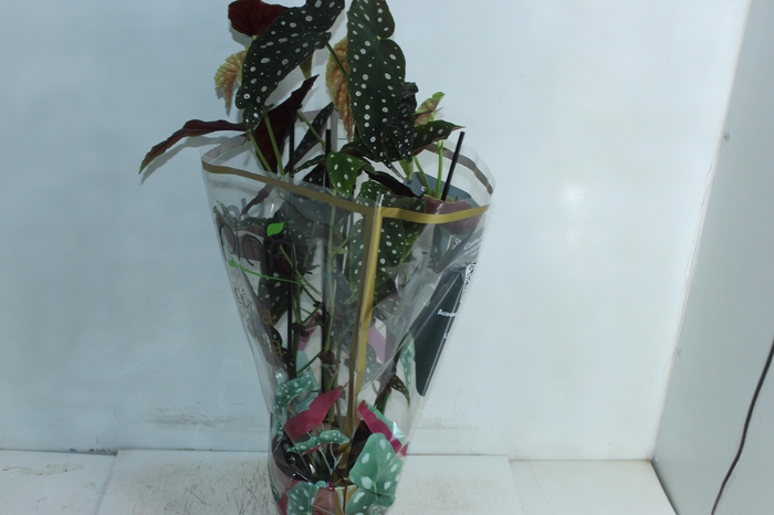 BEGONIA MACULATA P17 PO
