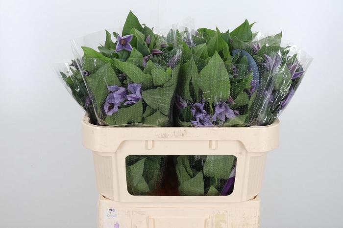 <h4>Clem Star River Lavendel</h4>