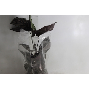 CALATHEA ORNATA P17