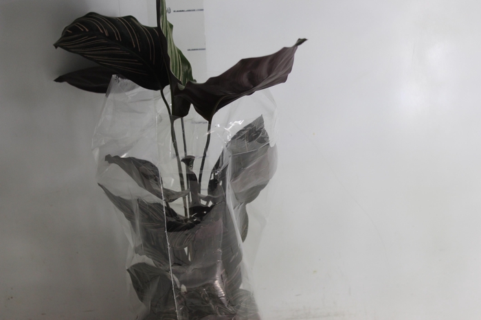 <h4>CALATHEA ORNATA P17</h4>