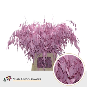 Chasmanthium Rose Licht