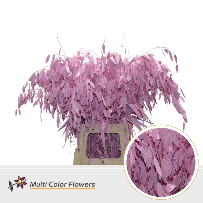 <h4>Chasmanthium Rose Licht</h4>