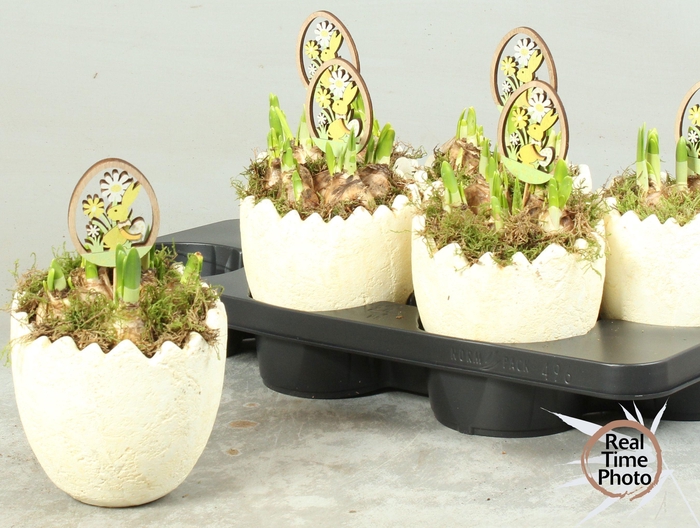 <h4>ARR NARCISSUS</h4>