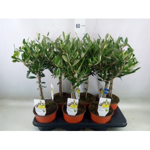 Olea europaea