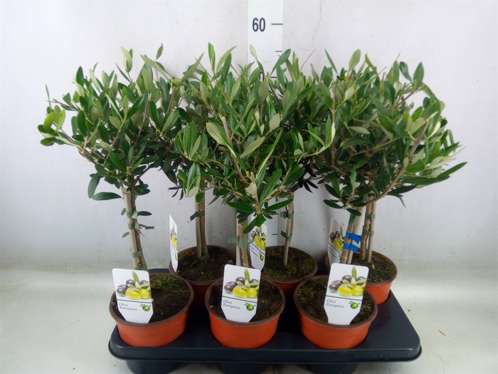 <h4>Olea europaea</h4>