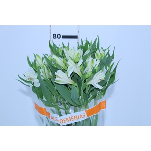 ALSTROEMERIA PRESTIGE 080 CM BRANCO