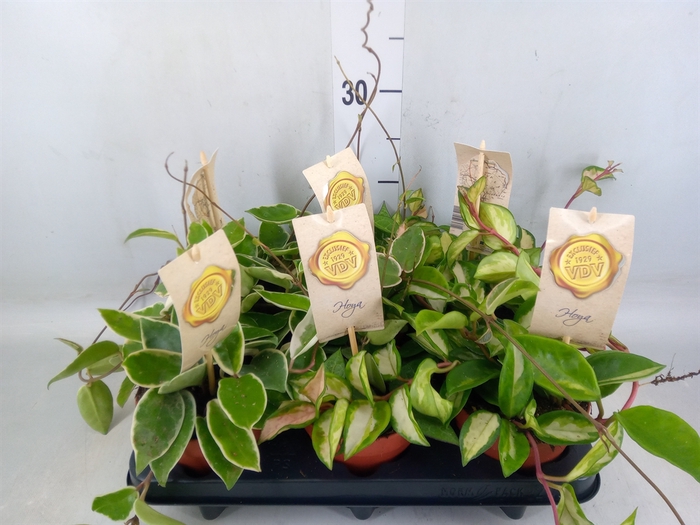 <h4>Hoya carnosa</h4>