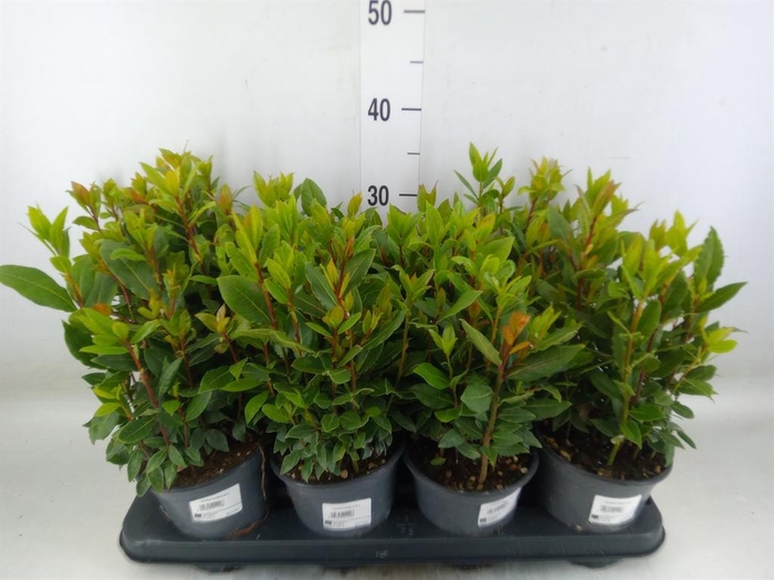 <h4>Laurus nobilis</h4>