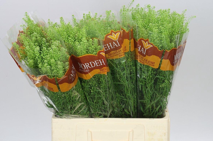 <h4>Thlaspi Green Bell</h4>