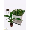 Tacca Chantrieri In Deco Pot
