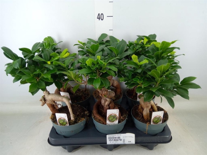 <h4>Ficus microcarpa 'Ginseng'</h4>