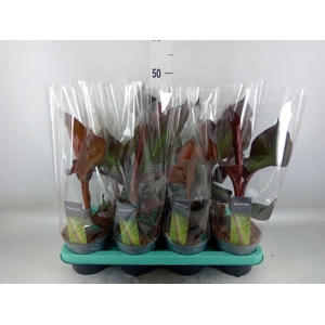 Ensete ventricosum 'Maurelii'