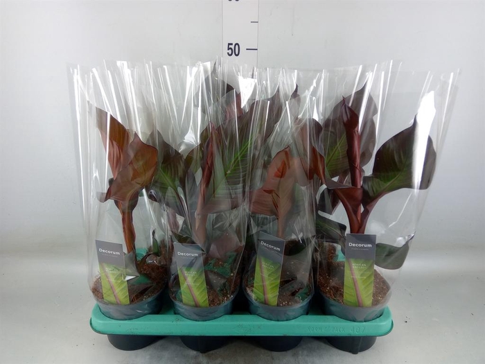 <h4>Ensete ventricosum 'Maurelii'</h4>