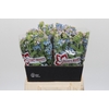 Oxypetalum Tweedia Blue