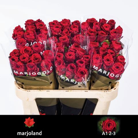 <h4>ROSA GR 'RED NAOMI'</h4>
