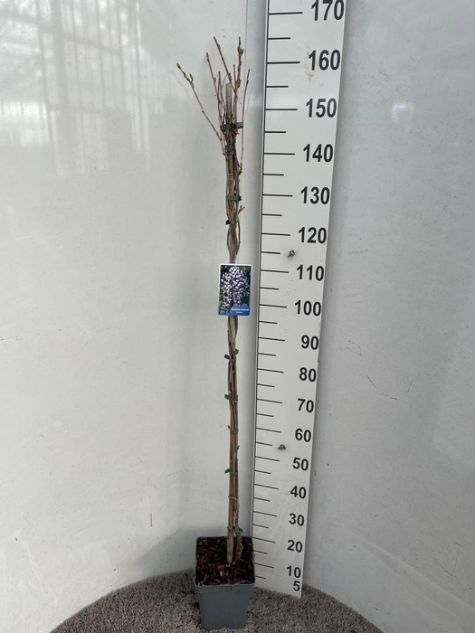 <h4>WIST FL DOMINO</h4>