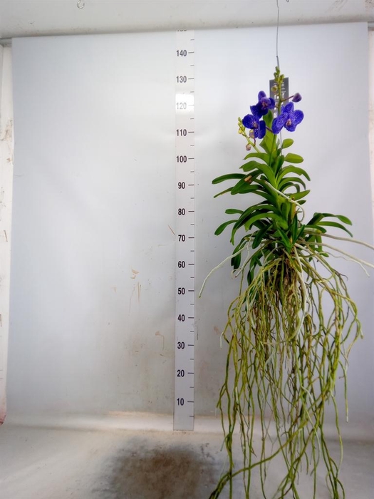 <h4>Vanda hybrids</h4>