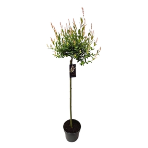 Salix integra Hakuro Nishiki