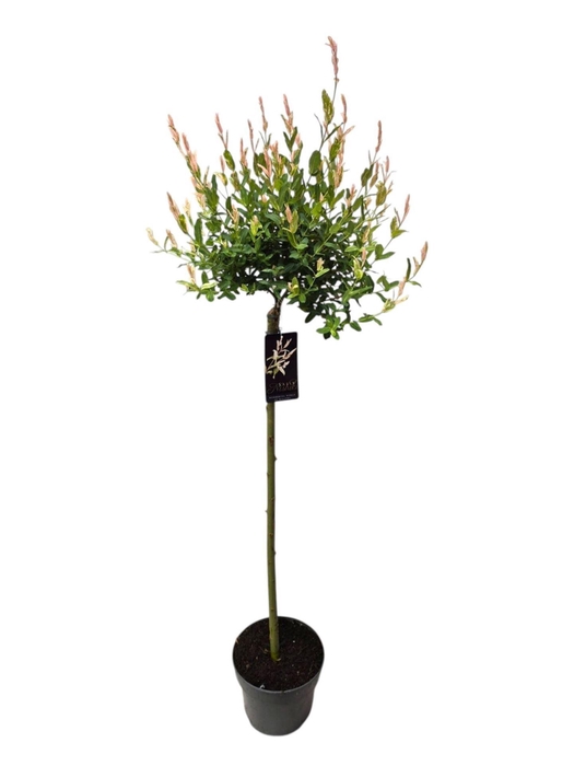 <h4>Salix integra Hakuro Nishiki</h4>