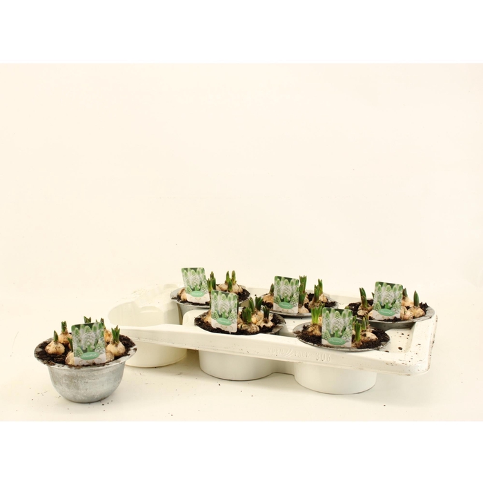 <h4>MUSCAR ESTHER</h4>