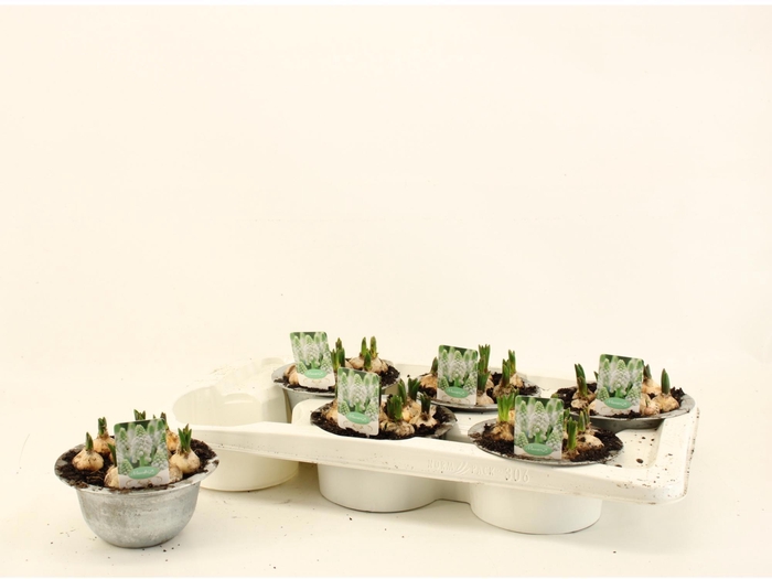 <h4>MUSCAR ESTHER</h4>