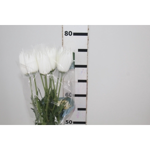 ANASTASIA HERRERA 080 CM BRANCO