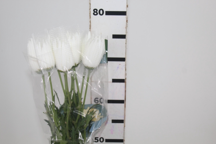 <h4>ANASTASIA HERRERA 080 CM BRANCO</h4>