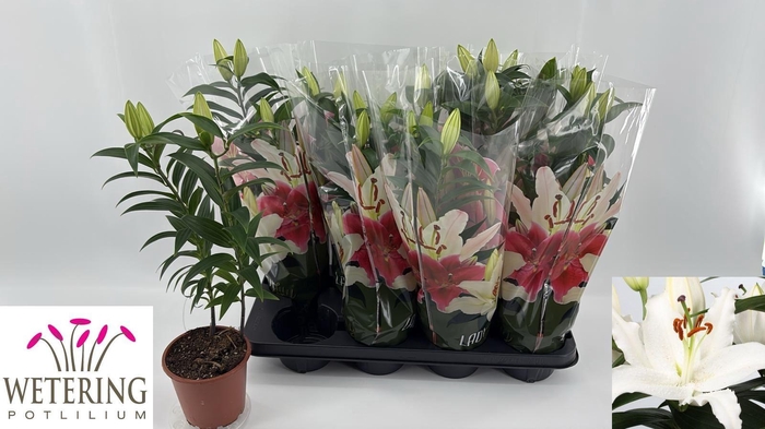 <h4>LIL OR SUN BAHAMAS</h4>