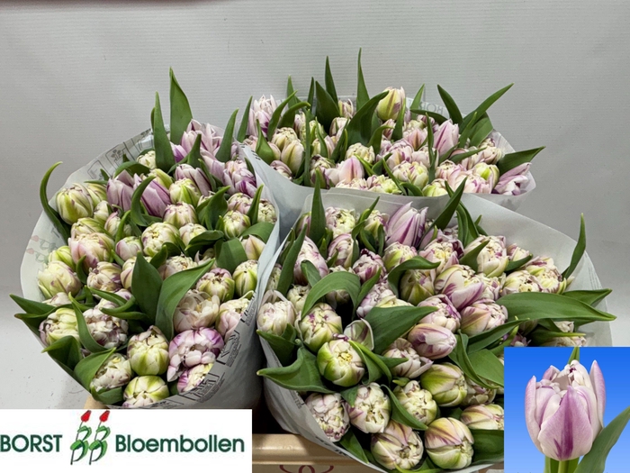 <h4>TU DU MYSTIC FLAME</h4>