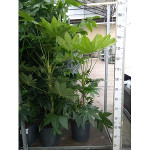 Fatsia japonica   ...