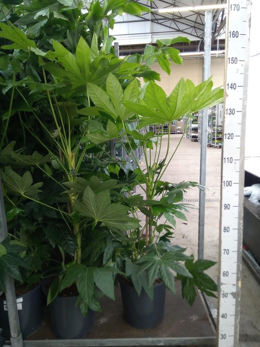 Fatsia japonica   ...