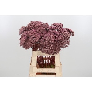 Ammi Zaad Kl Bh Rose Goud